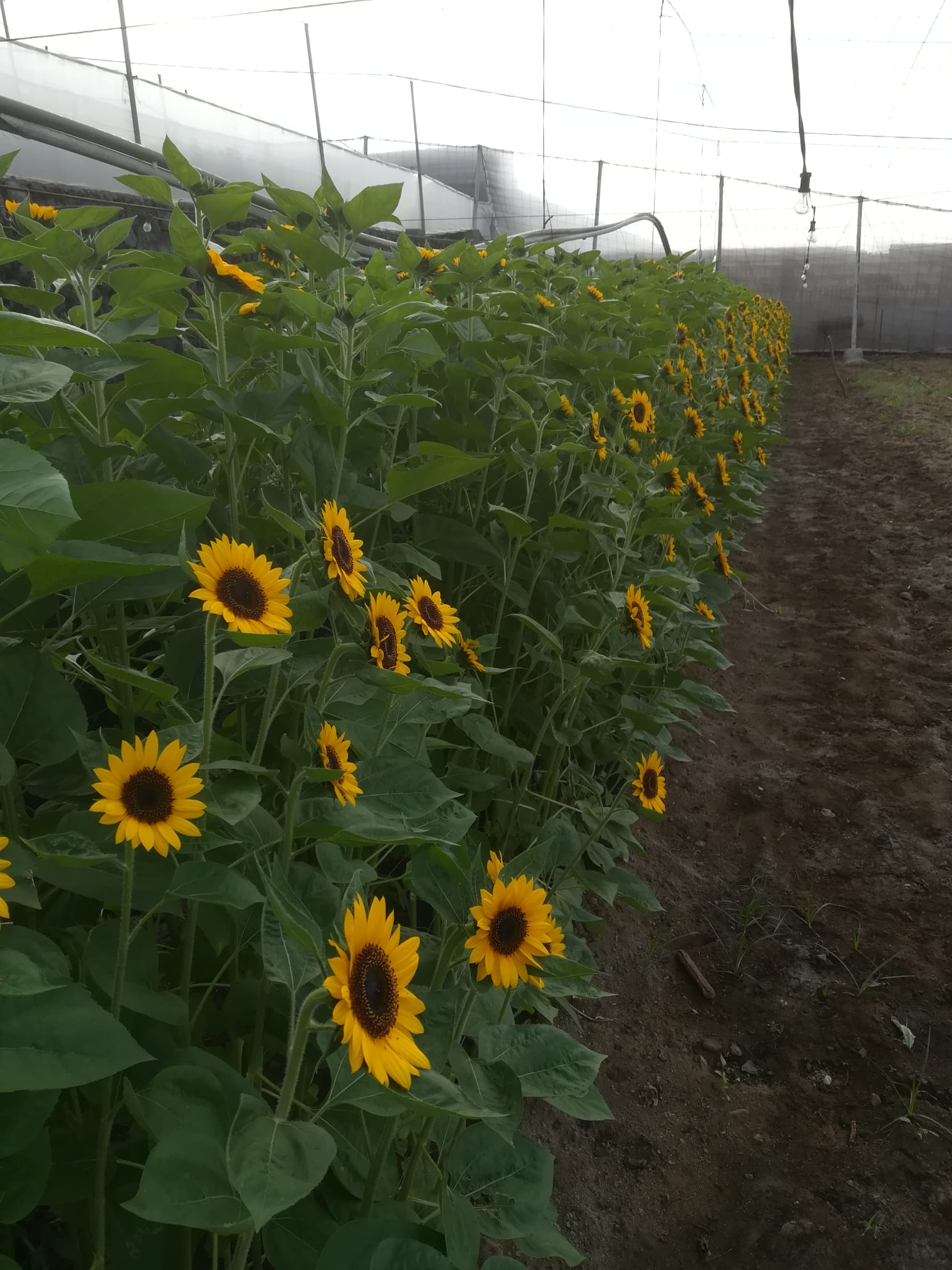 Agricola-anibe (1)