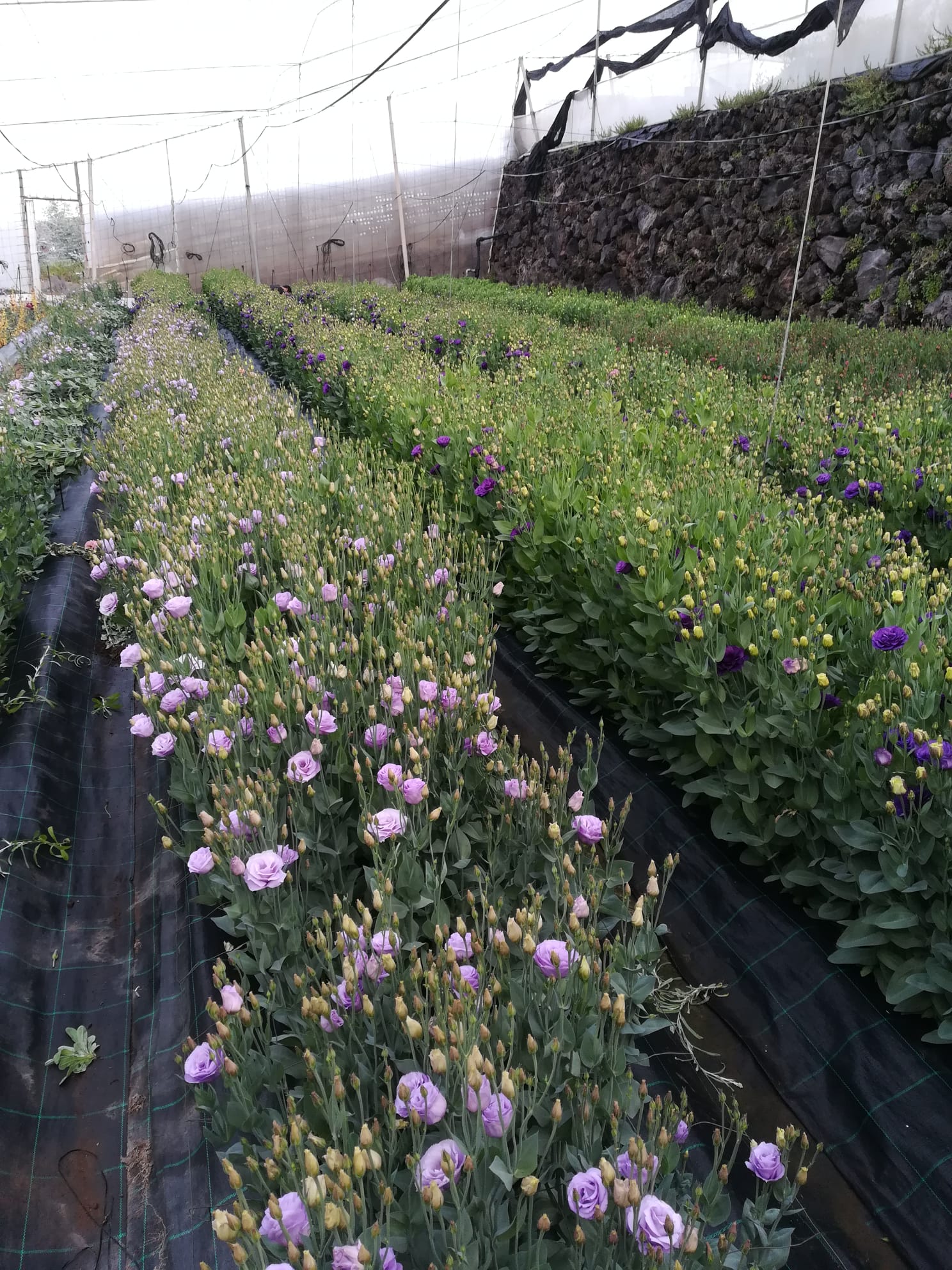 Agricola-anibe (4)