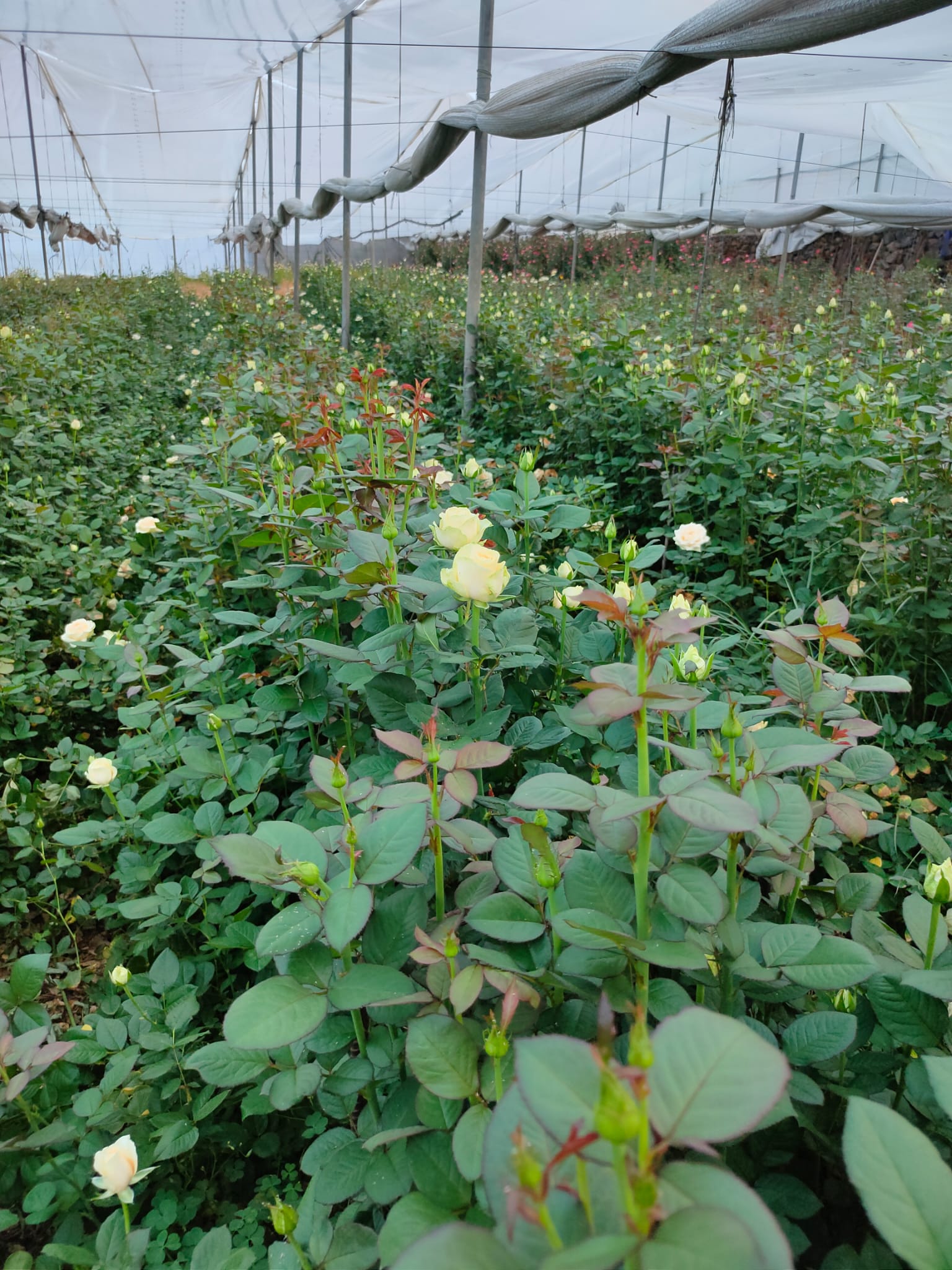 Agricola-anibe (7)